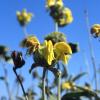 Brandkraut (Phlomis fruticosa)