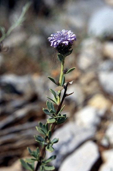 Strauchigen Kugelblume