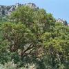 Östlicher Erdbeerbaum (Arbutus andrachne)