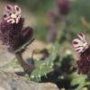 Bunte Ochsenzunge (Anchusella variegata)