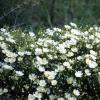 Salbeiblättrige Zistrose (Cistus salviifolius)