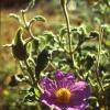 Graubehaarte Zistrose (Cistus creticus)