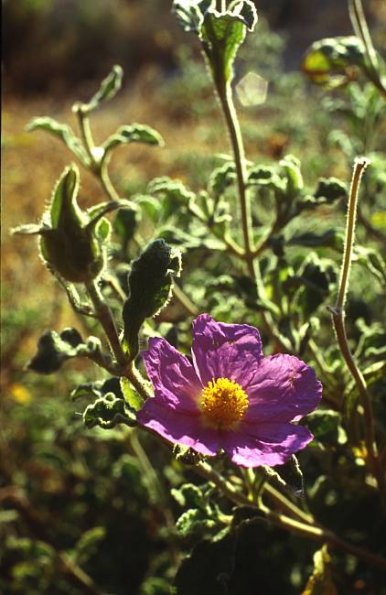 Graubehaarte Zistrose (Cistus creticus)