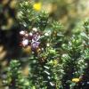 Strauch Erika (Erica manipuliflora)