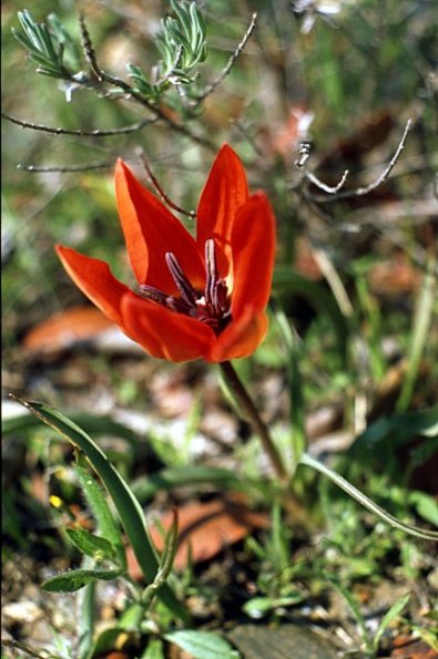 Felsen-Tulpe (Tulpia boeotica)