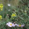 Kleinblütige Zistrose (Cistus parviflora)