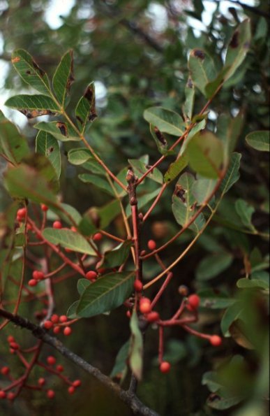 Terpentin-Pistazie (Pistacia terebinthus)