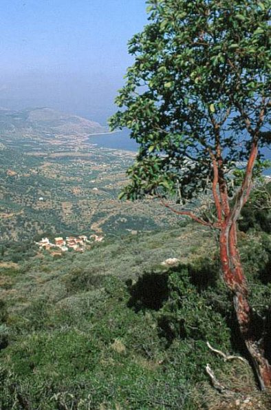 Östlicher Erdbeerbaum (Arbutus andrachne)