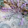 Glockenblume