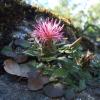Flockenblume