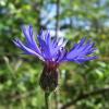 Centaurea cyanus (Kornblume)